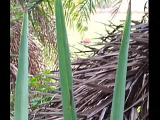 Desi open-air peeping